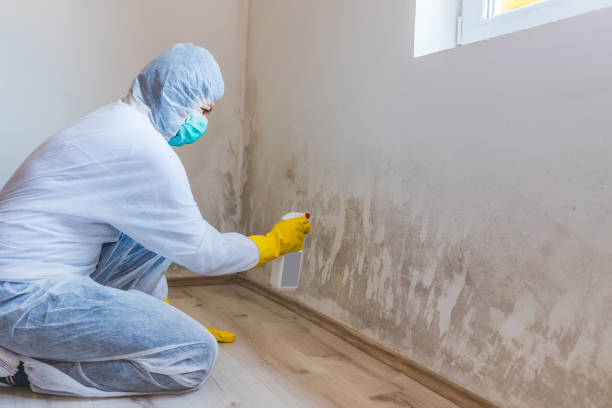 Licensed Bathroom Mold Removal service in Hillside, NJ - WQB Mold Removal